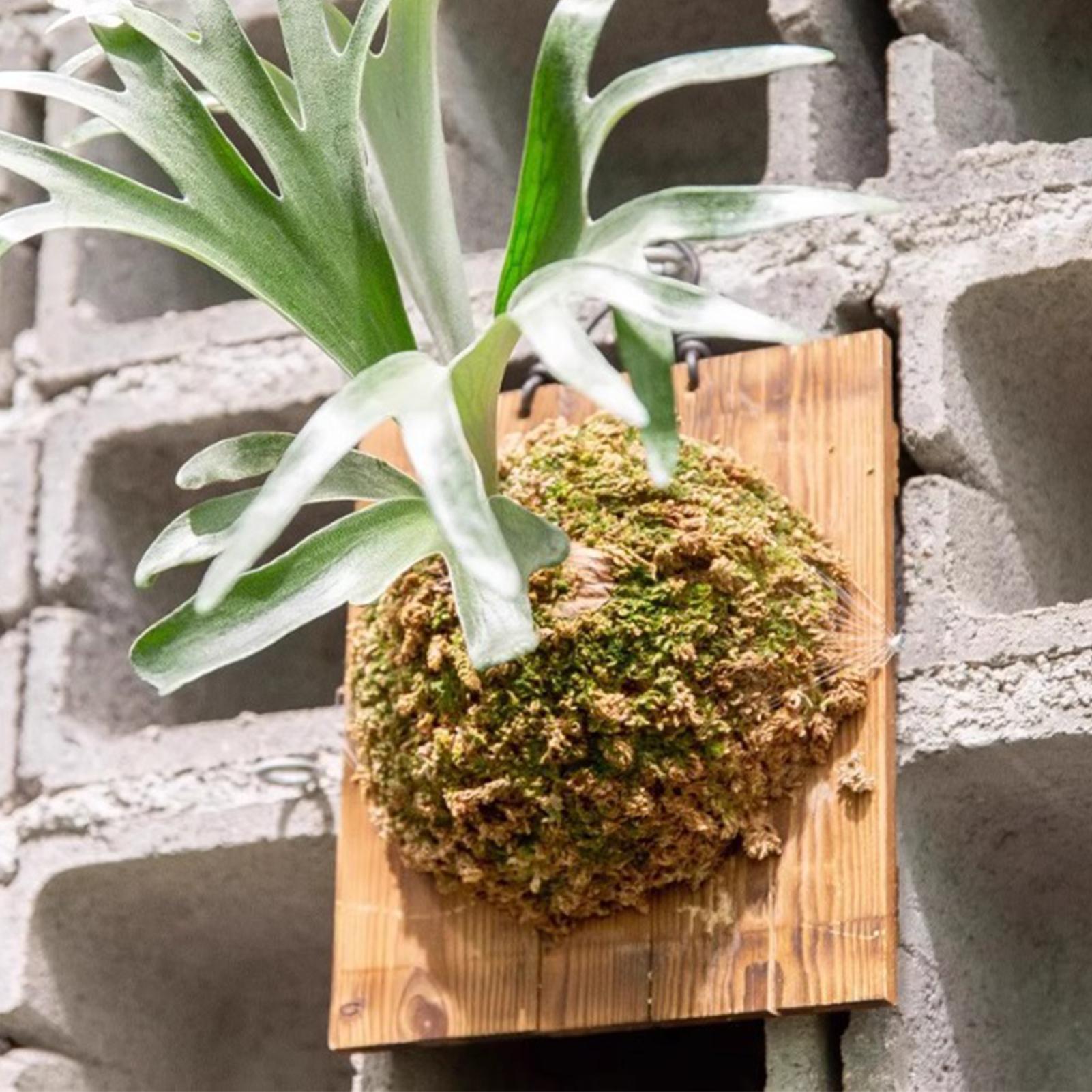 Vertical Planter - 1 Buah Papan Gantung Pakis Staghorn