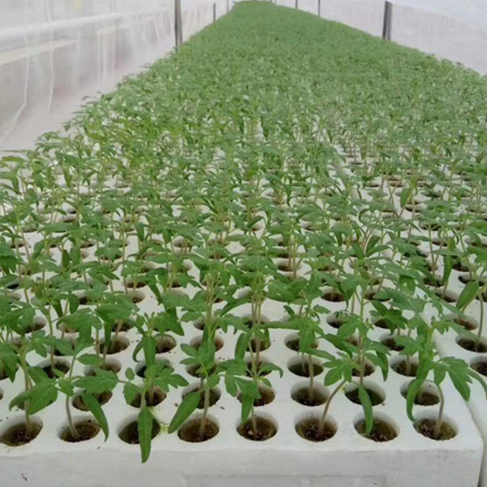 40 Buah Kubus Wol untuk Budida - Hydroponic Kit ulasan dan harga
