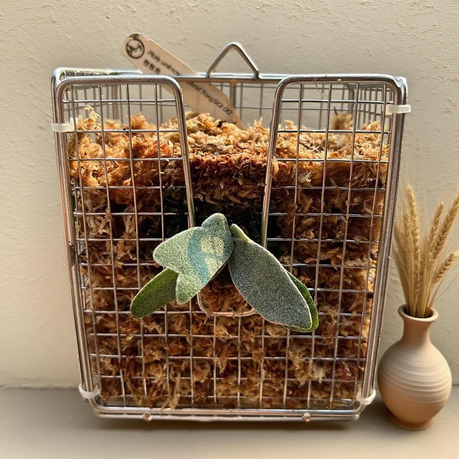 Kit Pemasangan Pakis Rusa dari - Vertical Planter ulasan dan harga