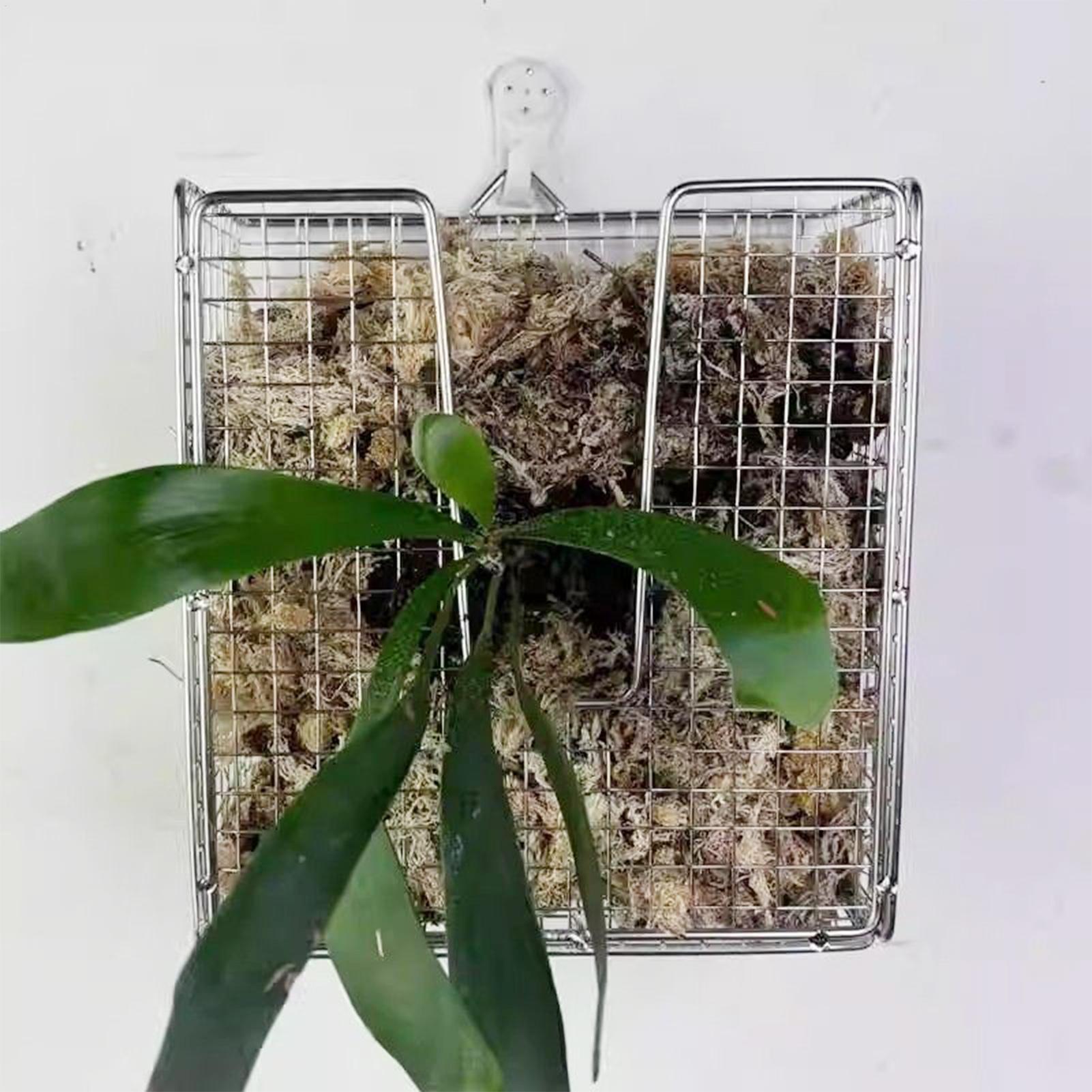 Kit Pemasangan Pakis Rusa dari - Vertical Planter ulasan dan harga