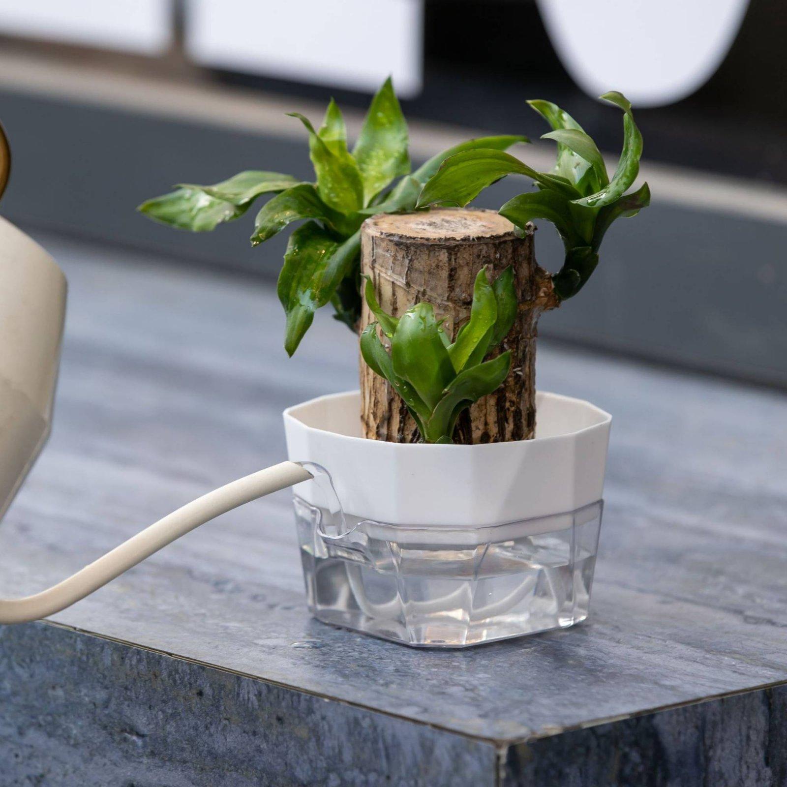 Vas Hidroponik Dua Lapis Penye - Self Watering Planter ulasan dan harga