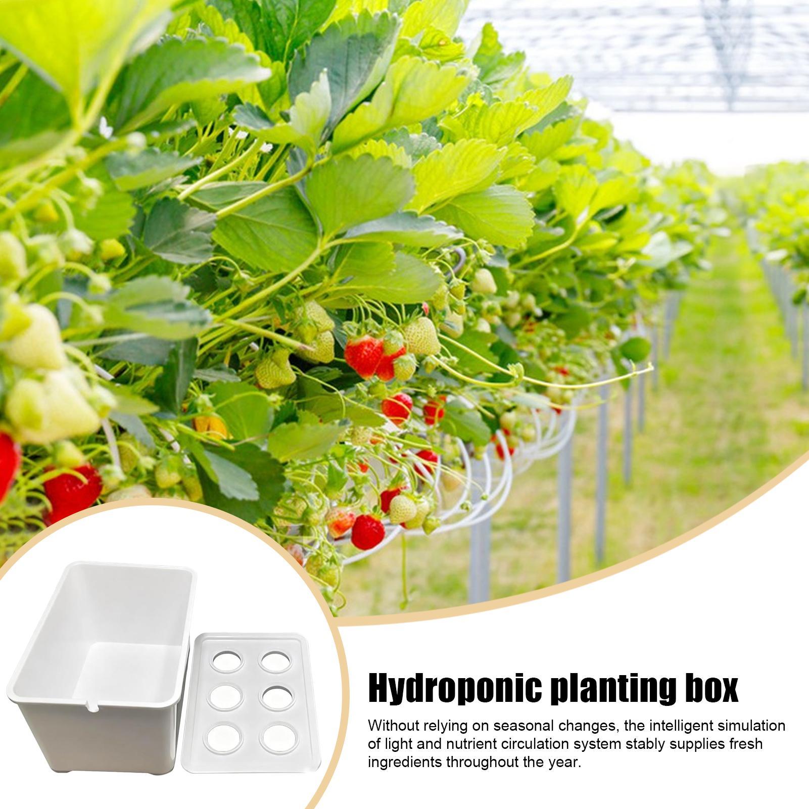 Perlengkapan Penanaman Hidropo - Hydroponic Kit ulasan dan harga