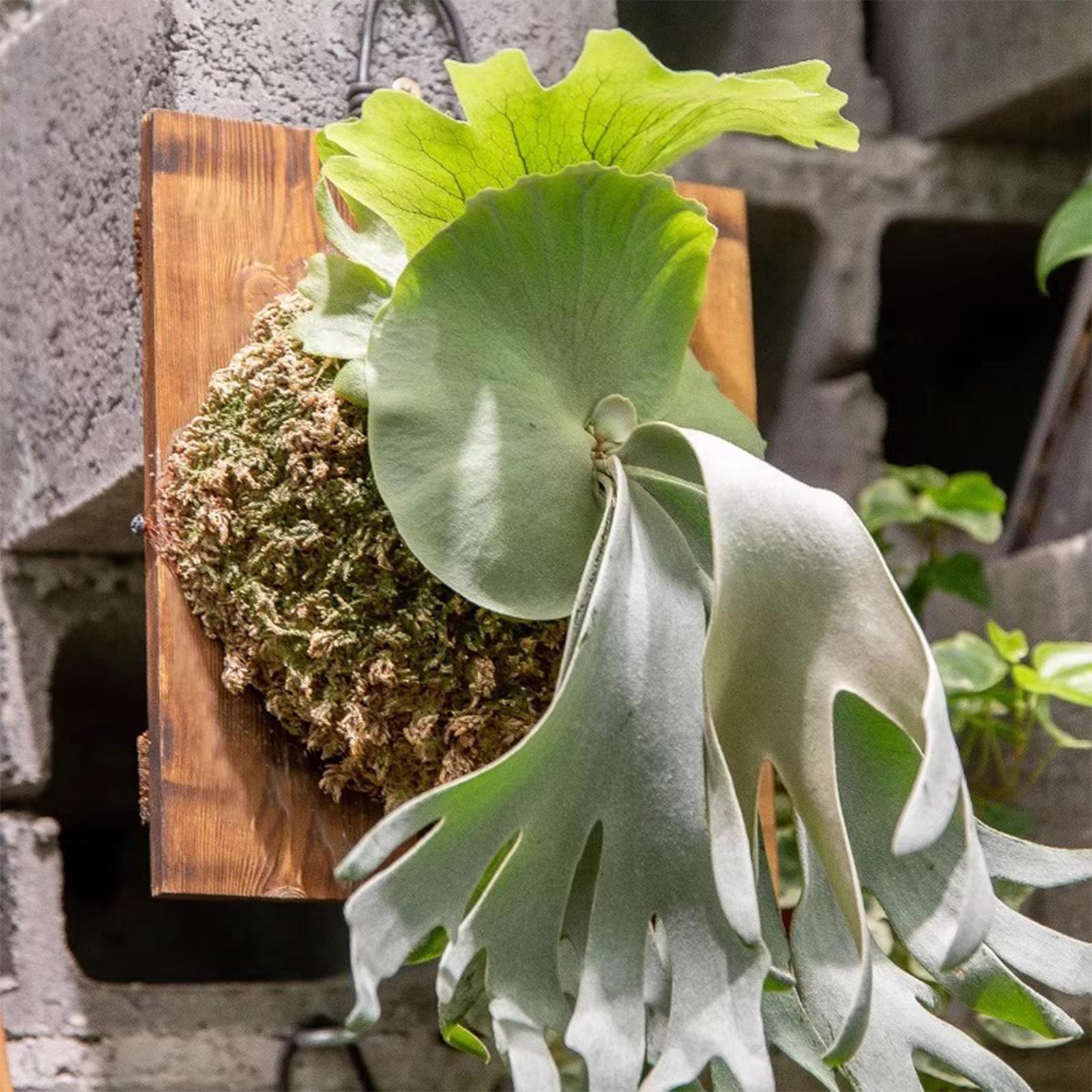 1 Buah Papan Gantung Pakis Sta - Vertical Planter ulasan dan harga