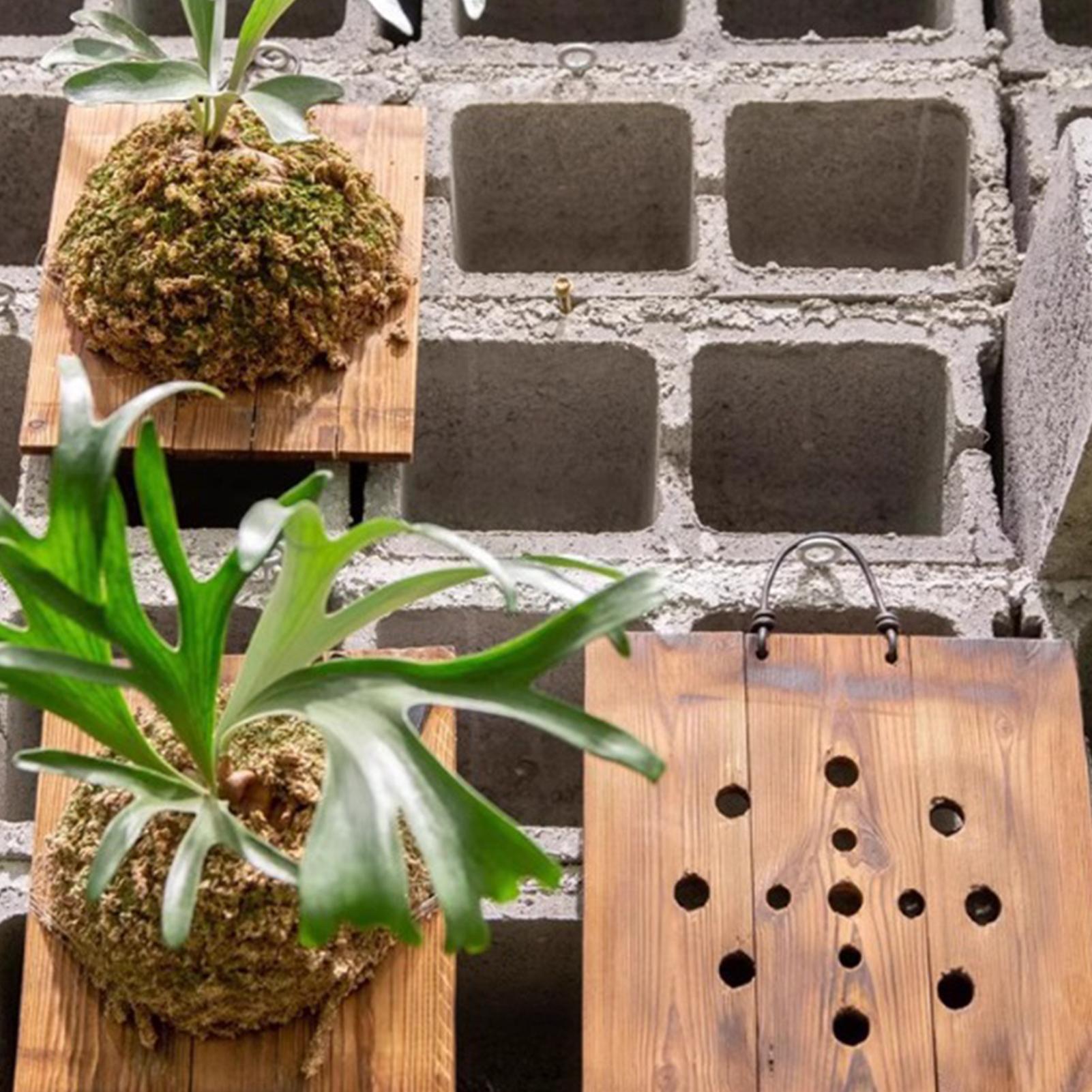 1 Buah Papan Gantung Pakis Sta - Vertical Planter ulasan dan harga