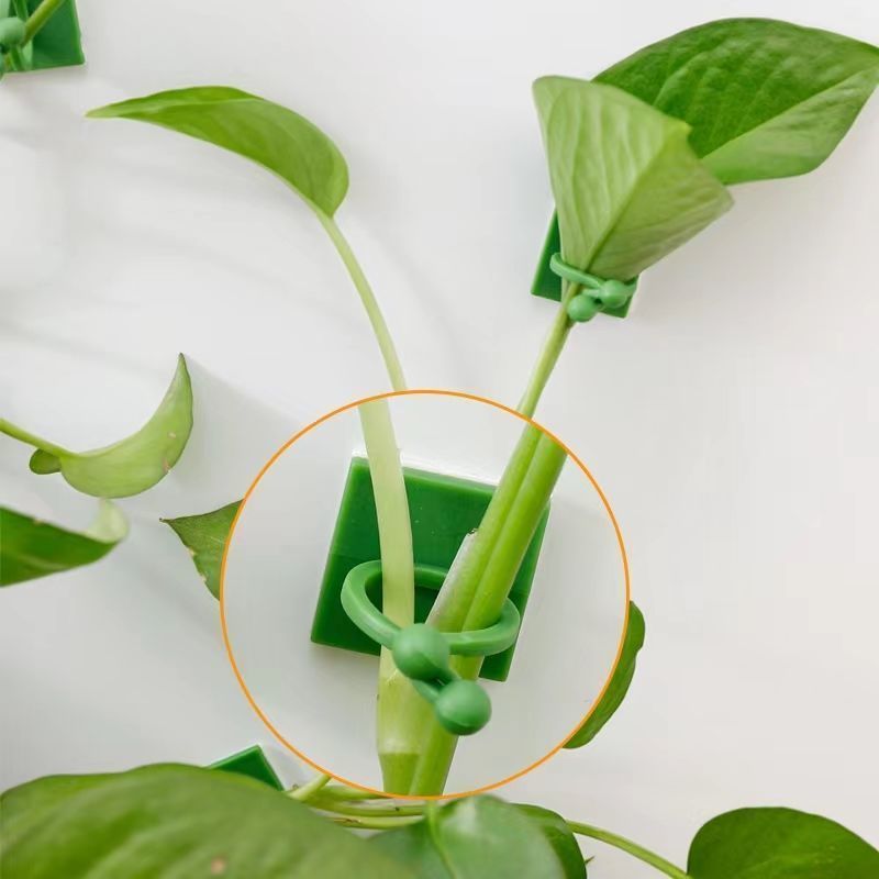 Klip Perekat Tanaman Merambat  - Indoor Herb Garden ulasan dan harga