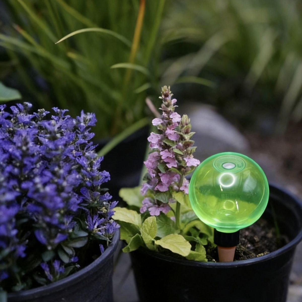 3pcs Bola Penyiram Tanaman Bes - Self Watering Planter ulasan dan harga