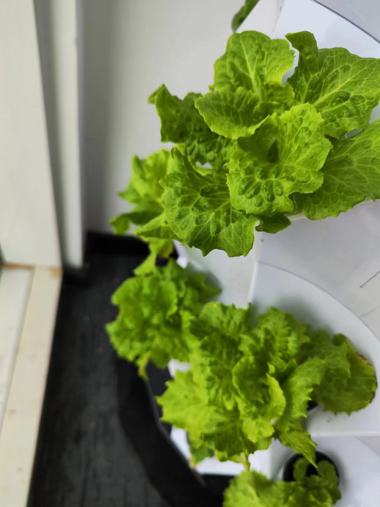 Sistem Irigasi Tetes Otomatis  - Hydroponic Kit ulasan dan harga